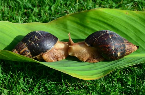 snails sheet green