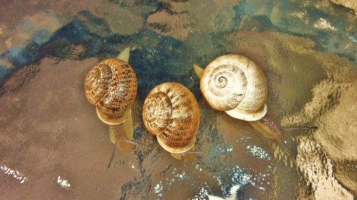 snails rainy day holiday