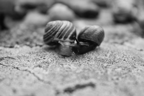 snails black white