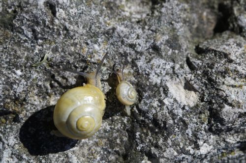 snails crawl steinig