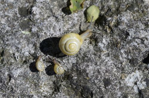 snails family crawl