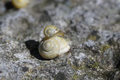 snails crawl steinig