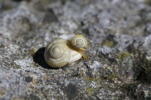 snails housing molluscs