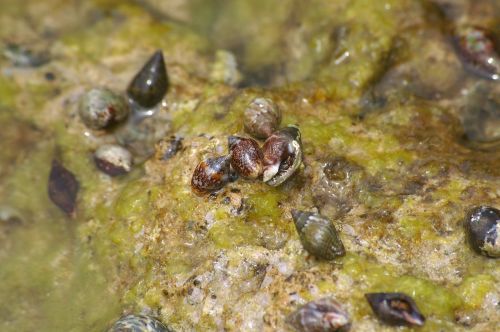 snails snail shell seaweed sea