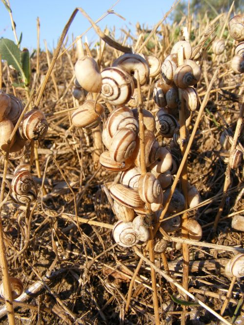 snails dead grass