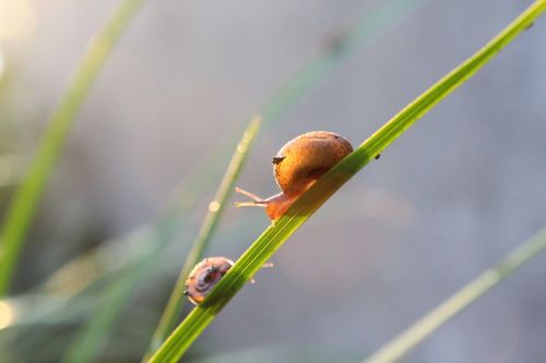 snails early in the morning grass