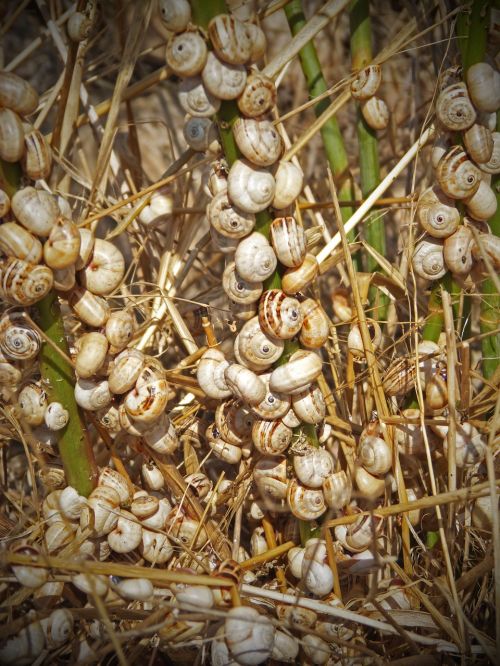 snails fennel crowd