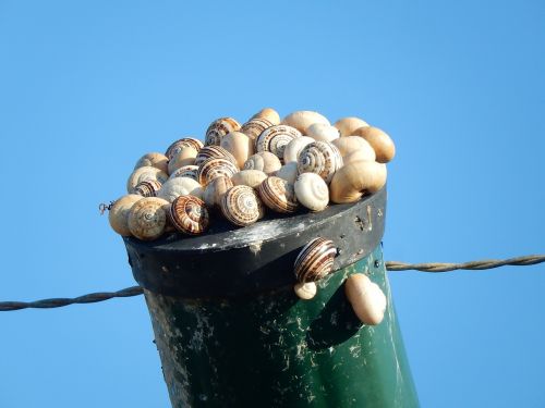 snails taking the sun post