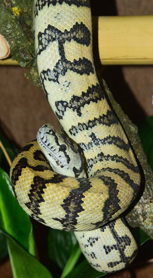 snake carpet python wild animal