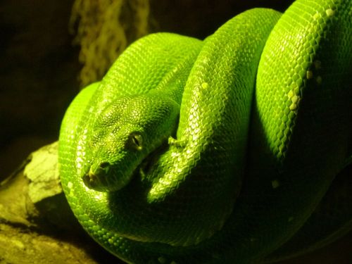 green snake nature