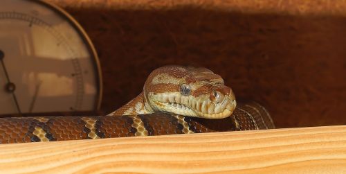 snake terrarium close
