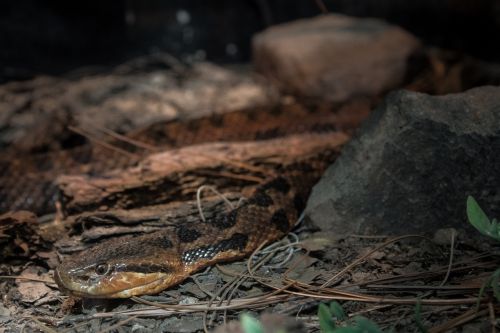 snake animal reptile