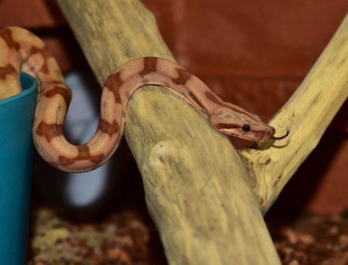 snake boa constrictor imperator yellow