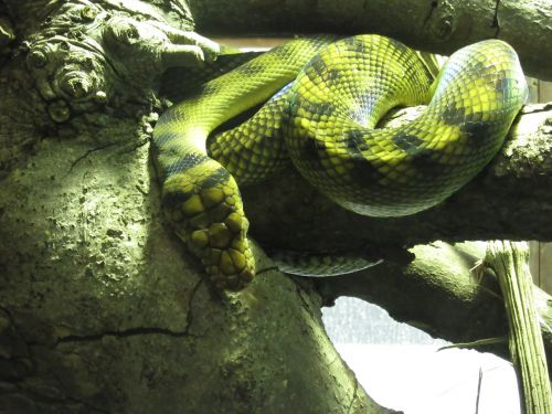 snake green yellow