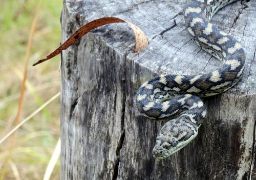 snake python reptile