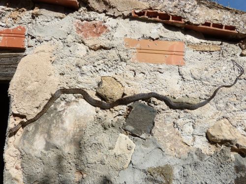 snake wall threat
