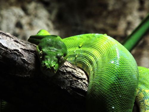 snake green tree python reptile