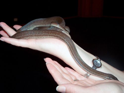 snake slither hands