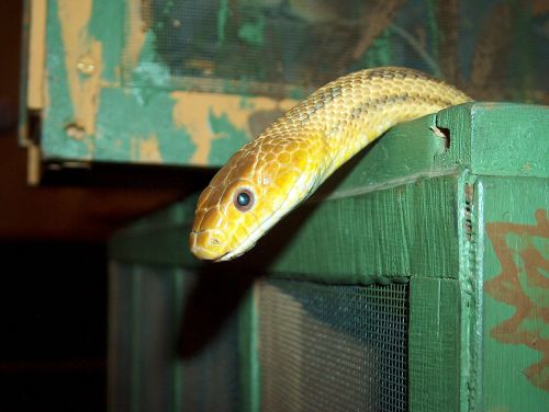 snake box american rat snake