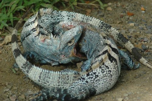 iguana safari reptile