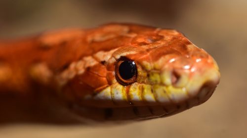 snake eye corn snake