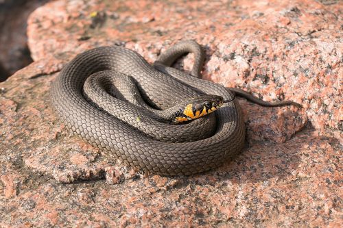 snake grass snake reptile
