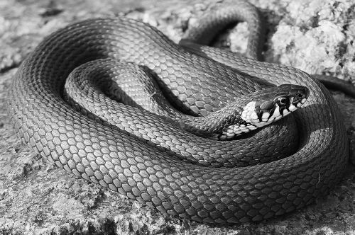 snake black black and white