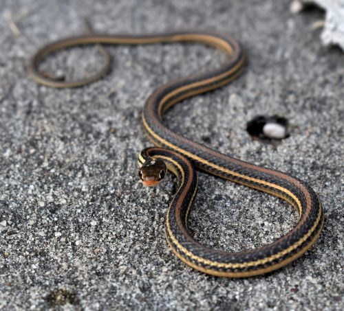 snake garter snake serpent