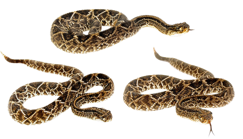 snake terrarium bastards