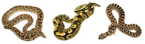 snake terrarium camo