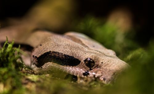 Close Up Of Boa Constrictor Imperator Nominal Colombia Colombian