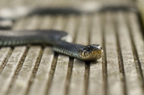 snake grass snake reptile
