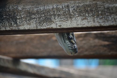 snake peek reptile