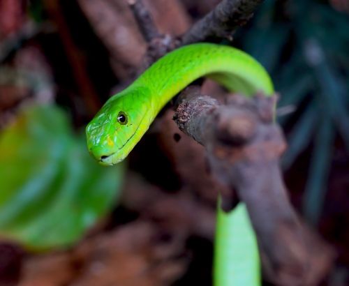 snake green mamba toxic