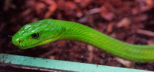 snake green mamba toxic