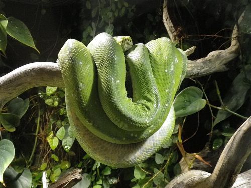 snake python terrarium