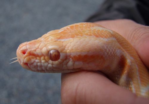 snake reptile corn snake
