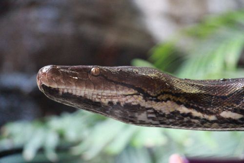 snake zoo snakehead