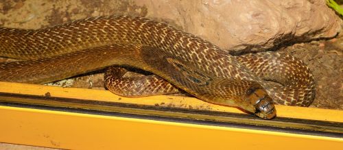 snake king cobra beauty
