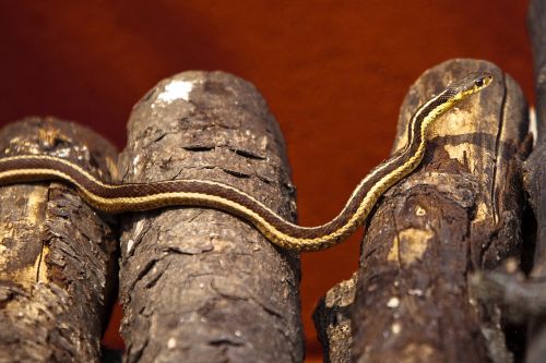 snake log reptile