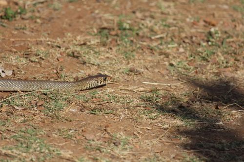 snake reptile animal