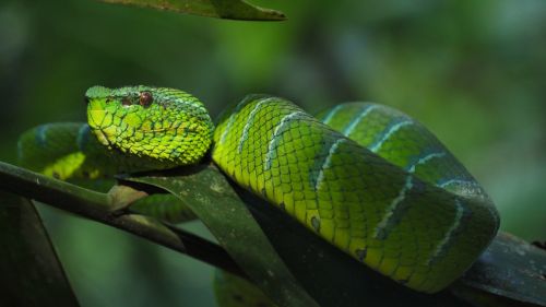 snake trimeresus subannulatus trimeresus