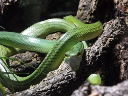 snake green tree snake