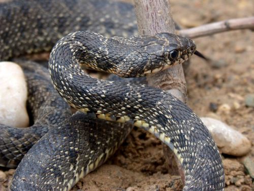 snake threat legua bifida
