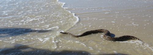 snake sea nature