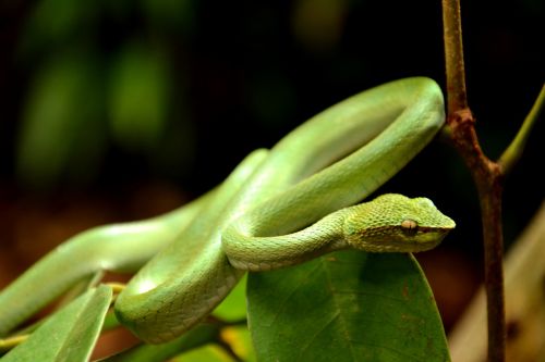 snake viper coiled