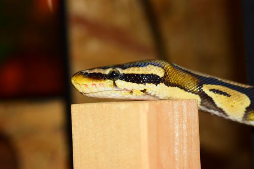snake constrictor python