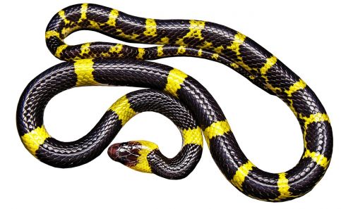 snake black yellow non toxic