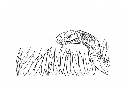 snake serpent drawing