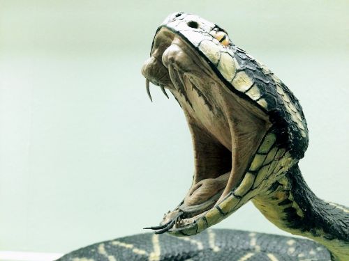 snake cobra dangerous